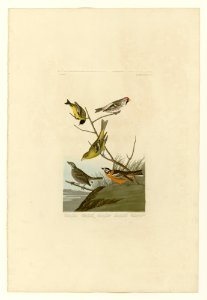 400 I. Arkansaw Siskin - 2. Mealy Red-poll - 3. Louisiana Tanager - 4.Townsend's Finch - 5. Buff-breasted Finch