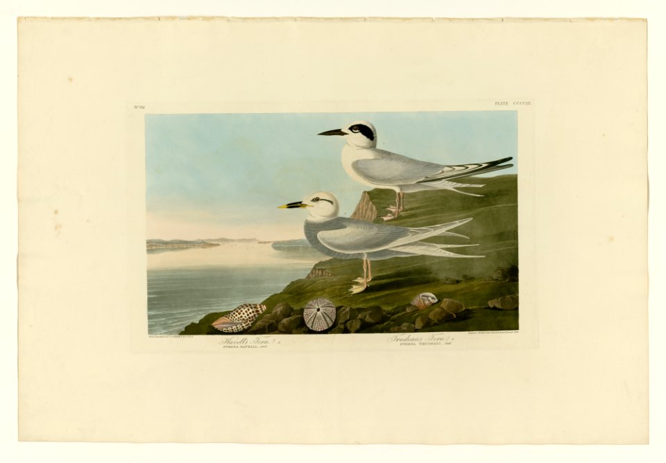 409 I. Havell's Tern - 2. Trudeau's Tern