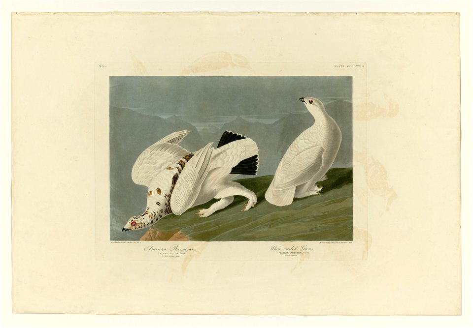 418 I. American Ptarmigan - 2. White-tailed Grous