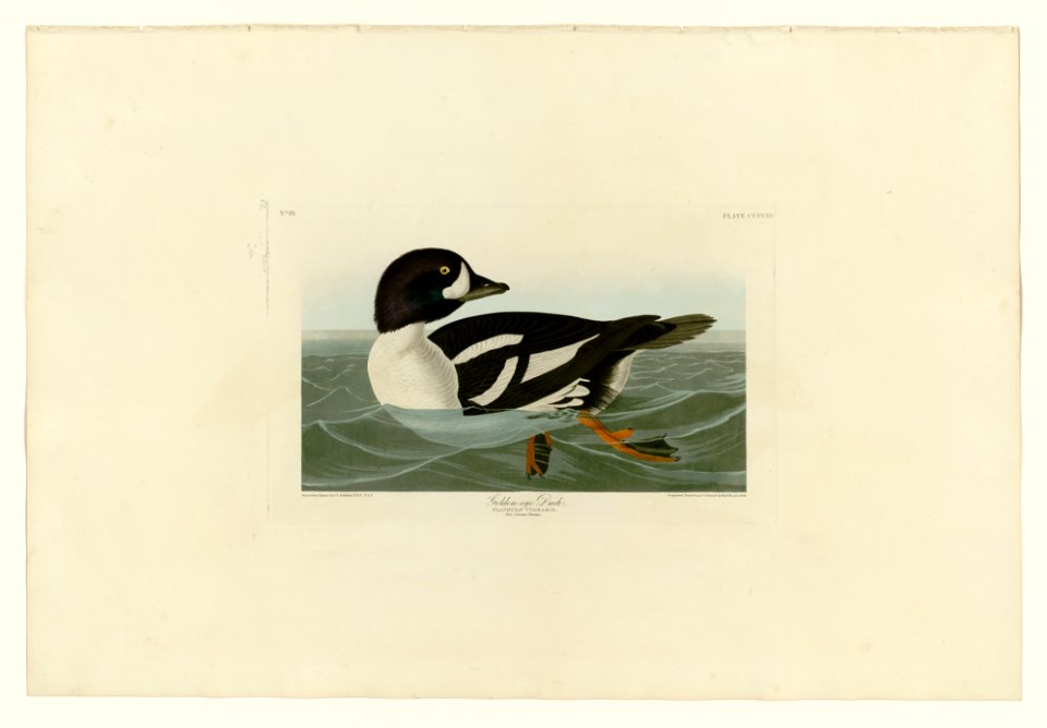 403 Golden-eye Duck
