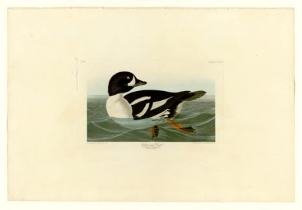 403 Golden-eye Duck