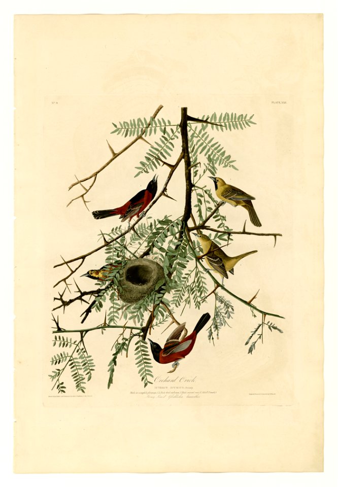42 Orchard Oriole