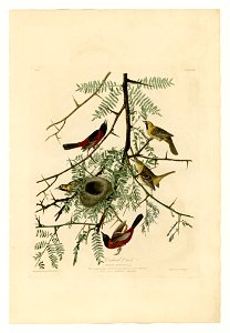 42 Orchard Oriole
