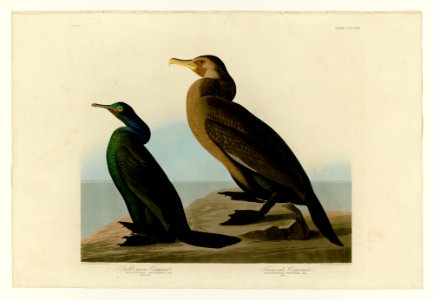 412 I. Violet-green Cormorant - 2. Townsend's Cormorant