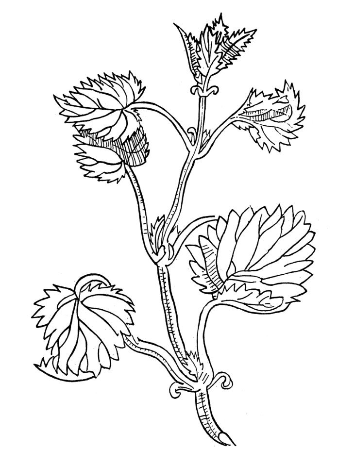 410 Urtica nesseln