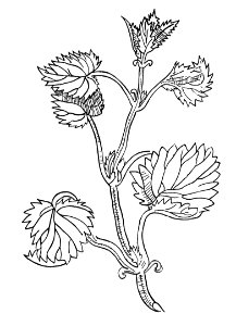410 Urtica nesseln