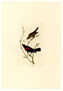 420 Prairie Starling