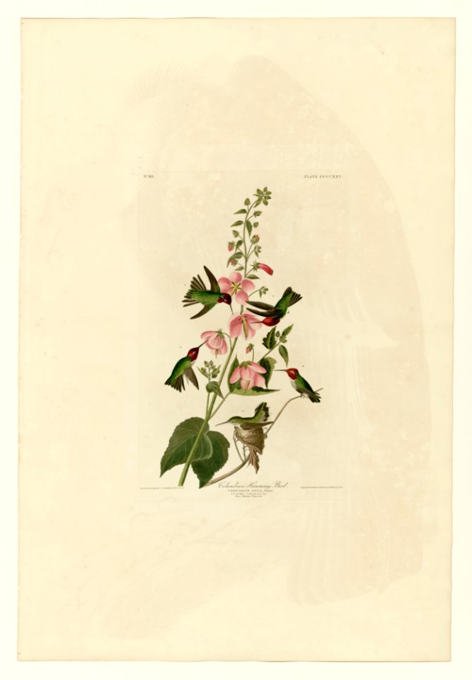 425 Columbian Humming Bird