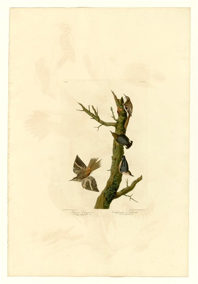 415 I. Brown Creeper - 2. Californian Nuthatch
