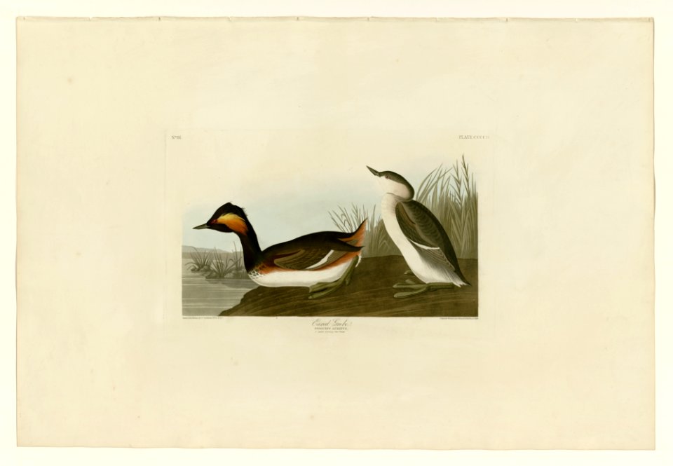 404 Eared Grebe