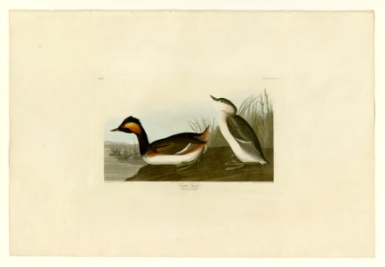 404 Eared Grebe
