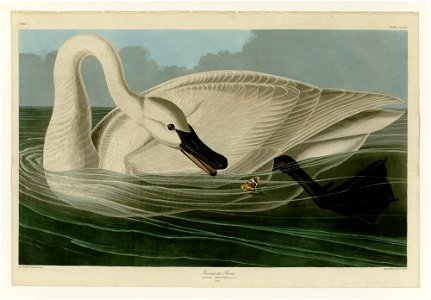 406 Trumpeter Swan. Free illustration for personal and commercial use.
