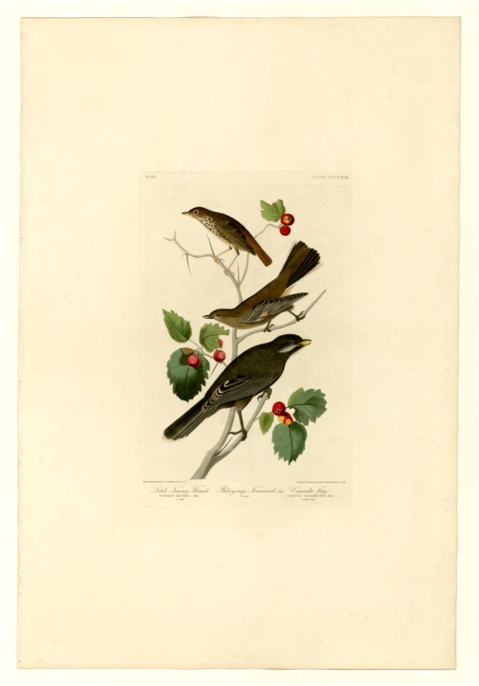 419 I. Little Tawny Thrush - 2. Ptiliogony's Townsendi - 3. Canada Jay