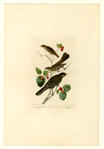 419 I. Little Tawny Thrush - 2. Ptiliogony's Townsendi - 3. Canada Jay