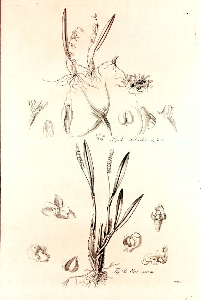41 Tribrachia reptans - John Lindley - Collectanea botanica (1821)