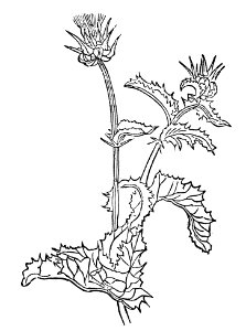 429 Yringus krusz distel