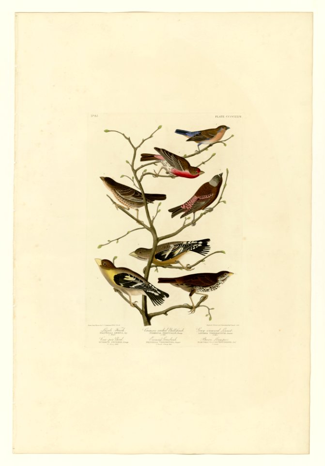 424 I. Lazuli Finch - 2. Crimson-necked Bull-Finch - 3. Gray-crowned Linnet - 4. Cow-pen Bird - 5. Evening Grosbeak - 6. Brown Longspur