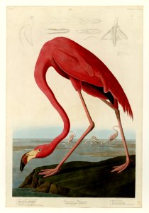 431 American Flamingo