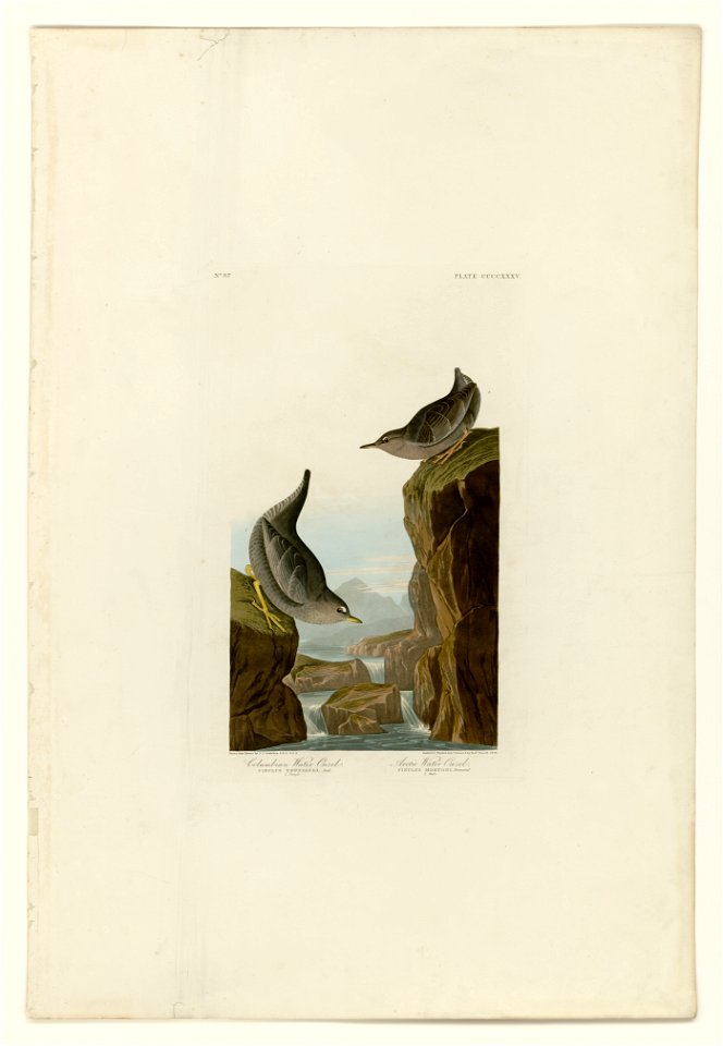 435 I. Columbian Water Ouzel - 2. Arctic Water Ouzel