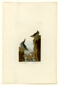 435 I. Columbian Water Ouzel - 2. Arctic Water Ouzel