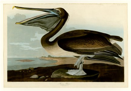 421 Brown Pelican