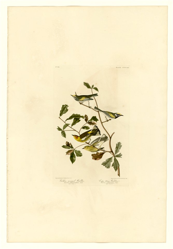 414 I. Golden-winged Warbler - 2. Cape May Warbler
