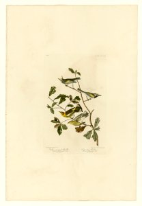 414 I. Golden-winged Warbler - 2. Cape May Warbler