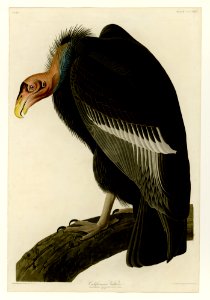 426 Californian Vulture