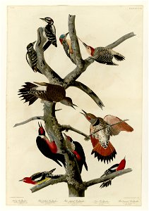 416 I. Hairy Woodpecker - 2. Red-bellied Woodpecker - 3. Red-shafted Woodpecker - 4. Lewis' Woodpecker - 5. Red-breasted Woodpecker