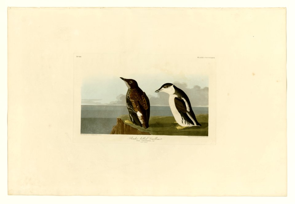 430 Slender-billed Guillemot