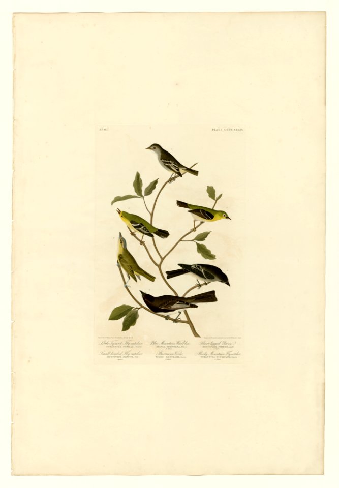 434 I. Little Tyrant Fly-catcher - 2. Small-headed Fly-catcher - 3. Blue Mountain Warbler - 4. Bartran's Vireo - 5. Short-legged Pewee - 6. Rocky Mountain Fly-catcher