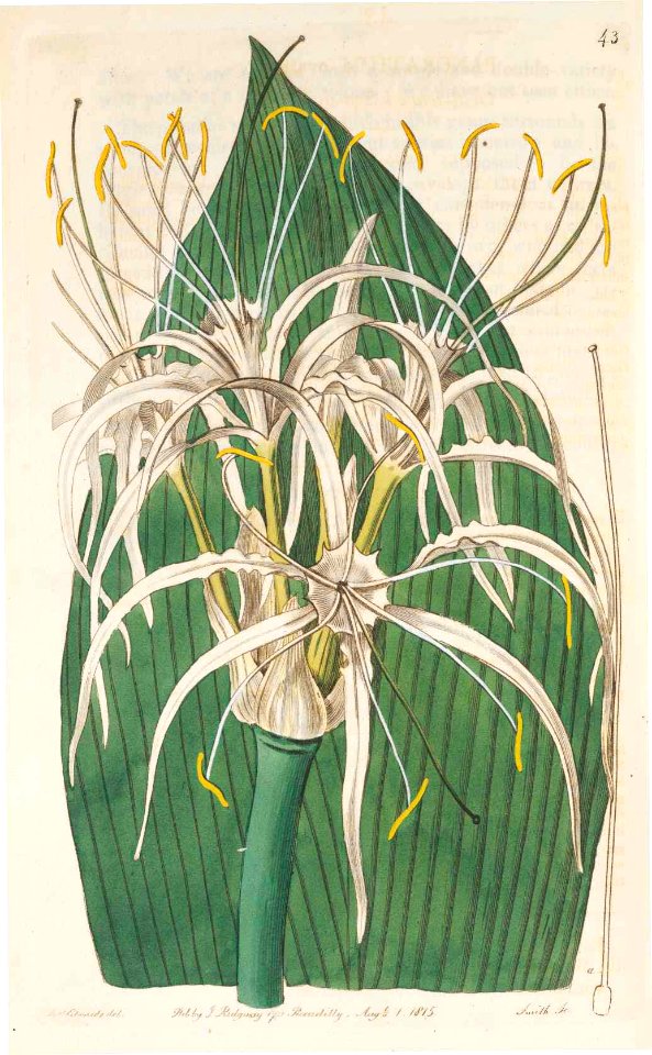 43 Hymenocallis ovata