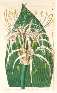 43 Hymenocallis ovata. Free illustration for personal and commercial use.