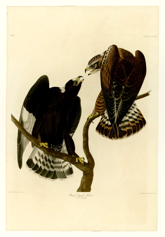 422 Rough-legged Falcon