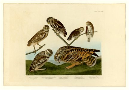 432 I. Burrowing Owl - 2. Large-headed Burrowing Owl - 3. Little night Owl - 4. Columbian Owl - 5. Short-eared Owl