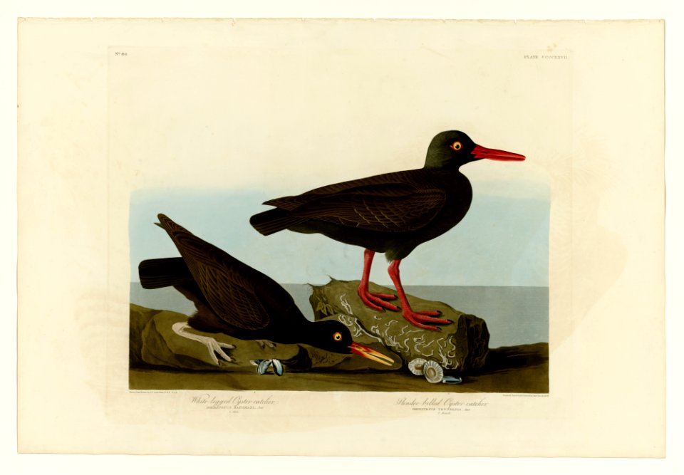427 I. White-legged Oyster-catcher - 2. Slender-billed Oyster-catcher