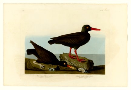 427 I. White-legged Oyster-catcher - 2. Slender-billed Oyster-catcher