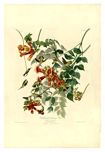 47 Ruby-throated Humming Bird
