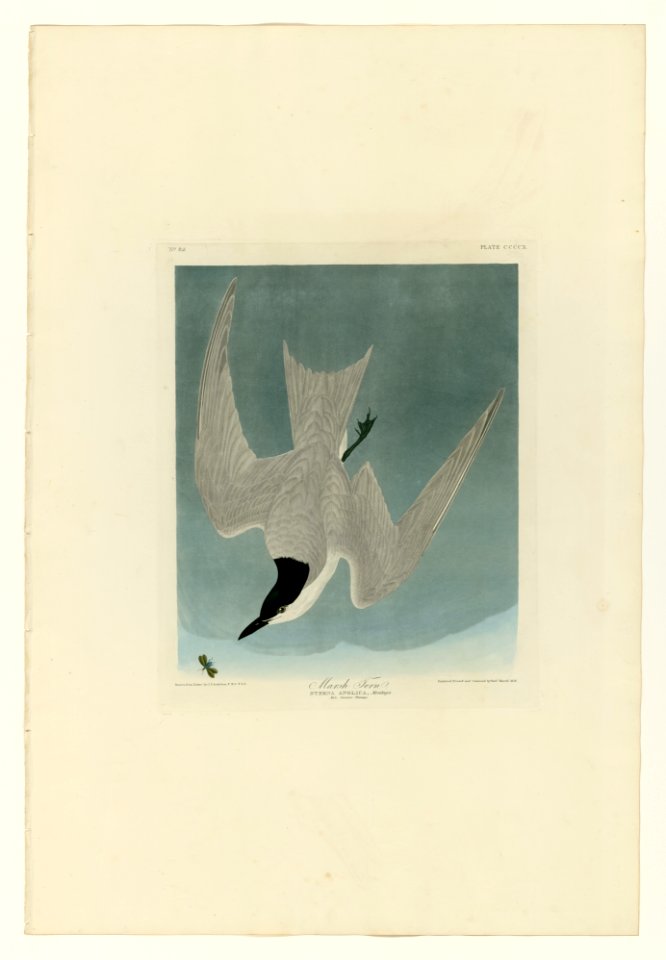 410 Marsh Tern