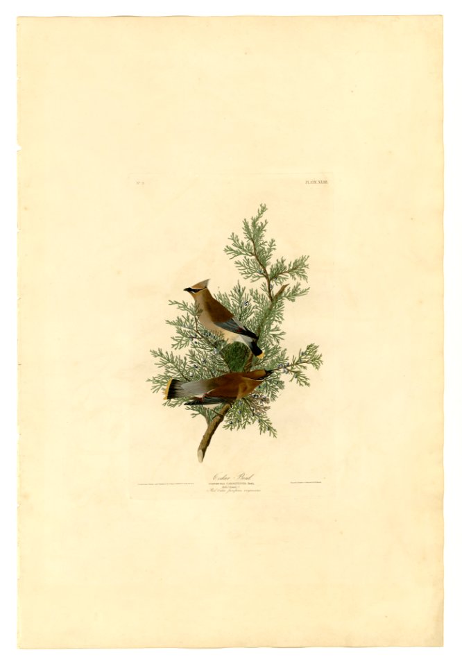 43 Cedar Bird