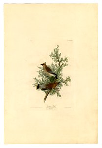 43 Cedar Bird