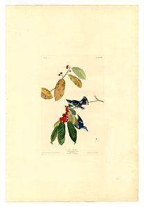48 Azure Warbler