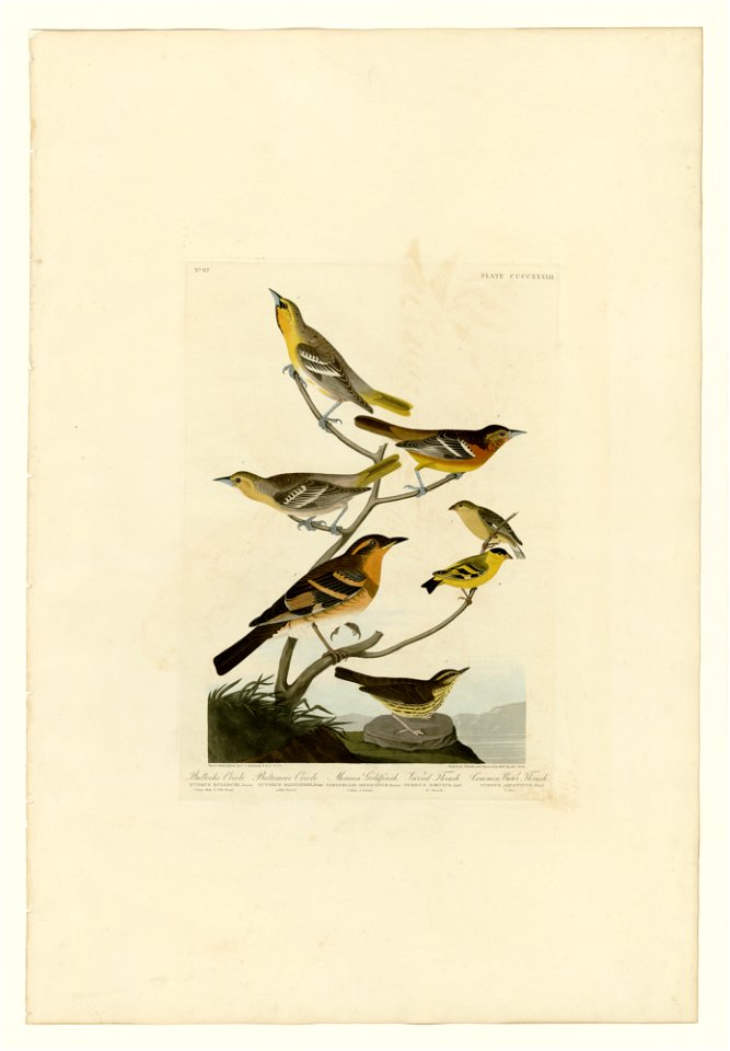 433 I. Bullock's Oriole - 2. Baltimore Oriole - 3. Mexican Goldfinch - 4. Varied Thrush - 5. Common Water Thrush
