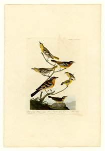 433 I. Bullock's Oriole - 2. Baltimore Oriole - 3. Mexican Goldfinch - 4. Varied Thrush - 5. Common Water Thrush