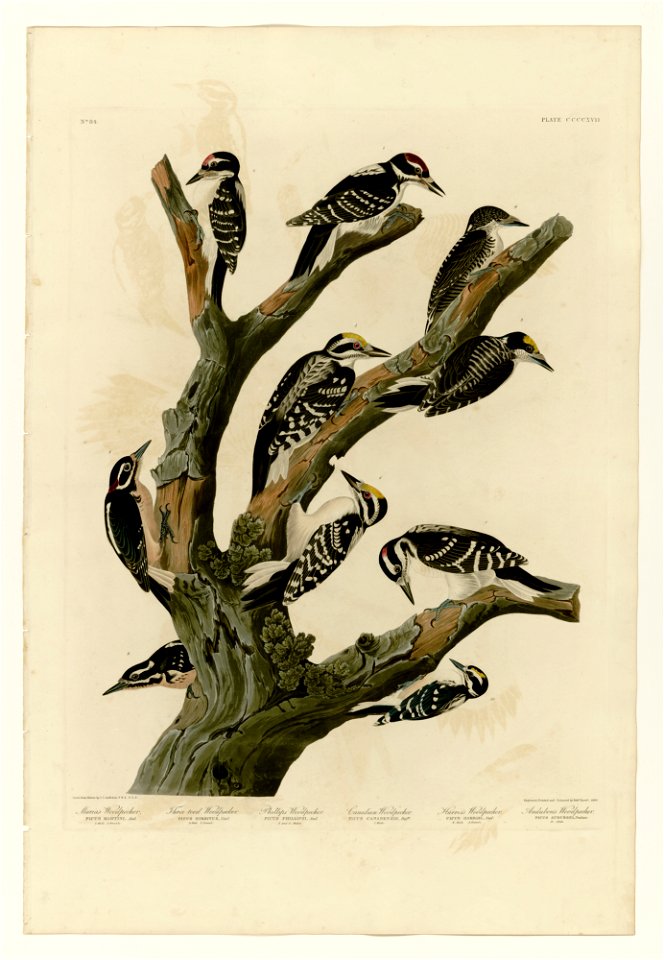 417 I. Maria's Woodpecker - 2. Three-toed Woodpecker - 3. Phillips' Woodpecker - 4. Canadian Woodpecker - 5. Harris's Woodpecker - 6. Audubon's Woodpecker