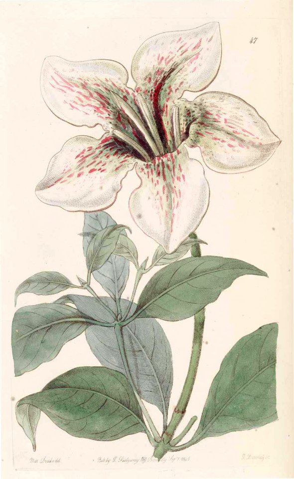 47 Rothmannia longiflora