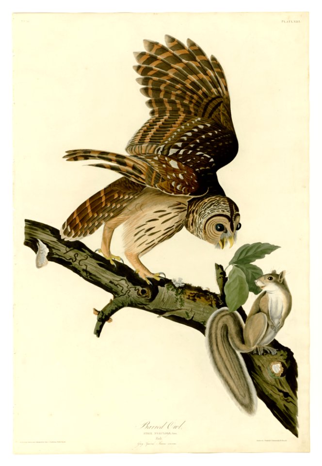 46 Barred Owl