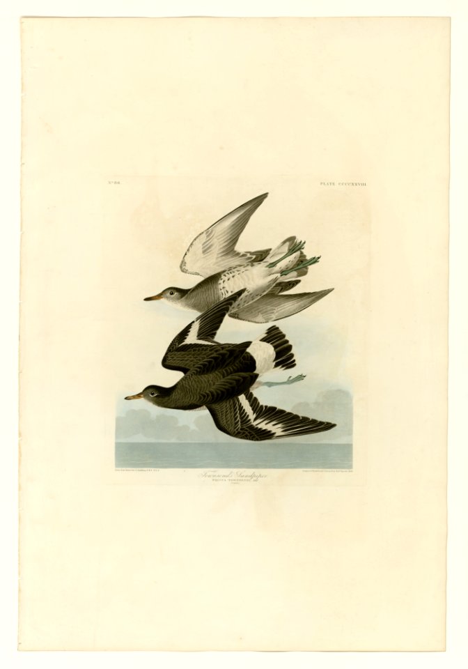 428 Townsend's Sandpiper