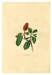 5 Bonaparte's Flycatcher