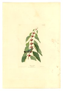 49 Blue-green Warbler